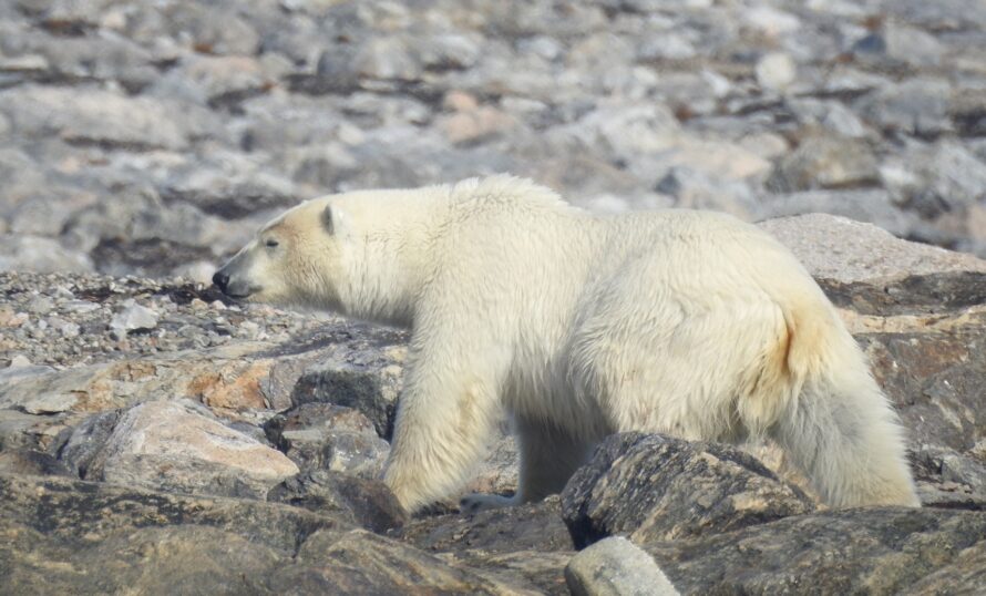Isbjörn - foto Pontus Dejenfelt